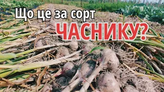 ВРОЖАЙНИЙ І НЕВІДОМИЙ СОРТ ЧАСНИКУ/ГЕРМІДОР?/Вирощування часнику на Поліссі