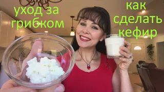 Как сделать кефир. Молочный гриб содержание и уход (кефирный гриб, Тибетский молочный грибок). 3 ч.