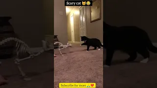 Scary cat vs dinosaur , funny cats life