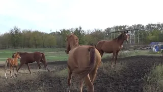 Дивный/  Второй раз в табуне