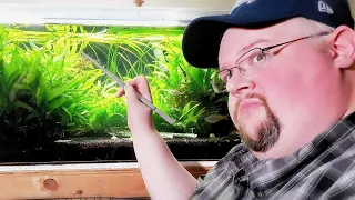 How To Diagnose Problems in Your Aquarium - Pro Tips from a Master Aquatic Horticulturist