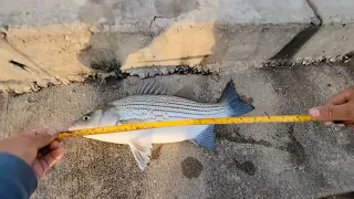 EL QUE MADRUGA DIOS LO AYUDA PESCANDO  WHITEBASS Y HIBRYDOS FISHING WHITEBASS