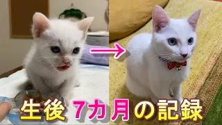 命の危険を克服して成長した弟猫の7カ月の記録