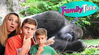 Visitamos la familia de Papa Gorila en Loro Parque