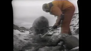 Discovery Of Ötzi The Iceman