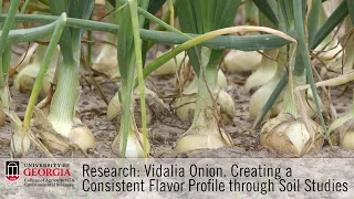 Vidalia Onion Research: Creating a Consistent Flavor Profile