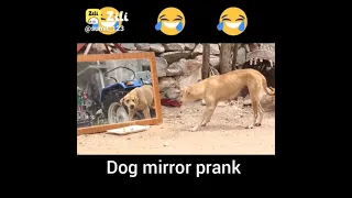 dog mirror prank funny video 🤣🎥like🙏subscribe🙏 please🙏