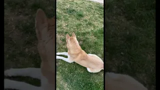 Huskies eats wild rabbit