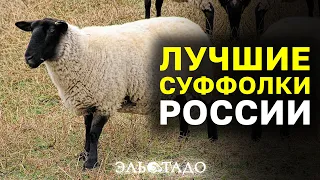 Суффолк: порода овец с удивительными качествами! Овцы и бараны из Европы в России!