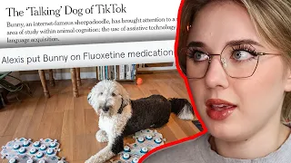 Tik Tok's MOST DEPRESSED dog is having an existential crisis