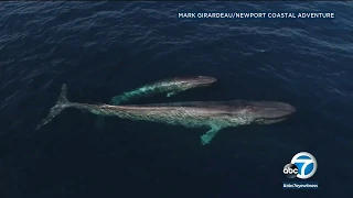 Curious blue whale, calf approach boat in Newport Beach I ABC7