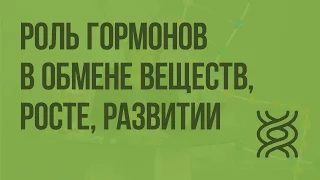 Роль гормонов в обмене веществ, росте, развитии. Видеоурок по биологии 8 класс