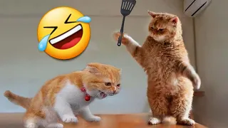 Funniest Dogs And Cats Video 😅 - Best Funny Animal Video 2023 😁 #89