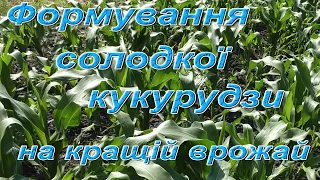 Для кращого врожаю солодкої кукурудзи зробіть це. Прості операції - кращій результат