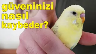 How To Lose Your Budgie’s Trust