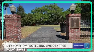 Safety Harbor residents vote to preserve Baranoff Park and  the county's oldest live oak tree