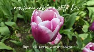 Tulips 💐- Filoli gardens California
