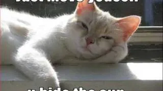 Very Funny Cats 44