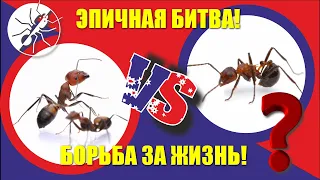 Борьба муравьев за выживание. Myrmicaria brunnea vs Camponotus nicobarensis