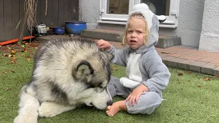 Adorable Baby Girl Plays Ball With Her Giant Husky! (Cutest Ever!!)