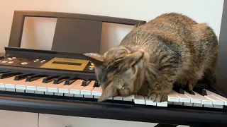 The cat plays the piano with accompaniment