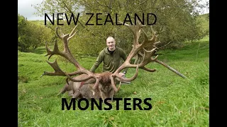 NEW ZEALAND MONSTER STAGS