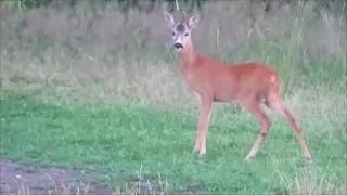 ROE BUCK HUNTING compilation #3