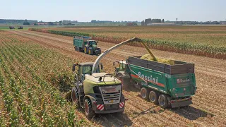 SILAGE in FERRARA 🌽 | Claas Jaguar 980 | 7 Trailers | Mainardi, Vicariotto, Caoduro, Zanella