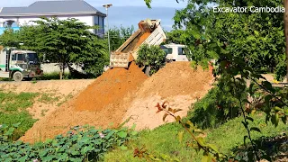 Starting New  Project filling The Pond By Many Dump Truck Delivery Soil And Unload Into Pond Slope