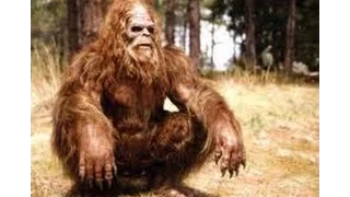 BIGFOOT IS A MONKEY APE PROVEN FOOTAGE 1080 HD