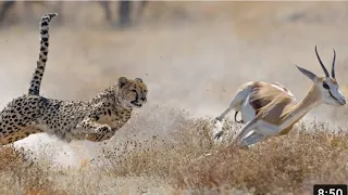 !!Shaky Video!!] Cheetah playing with baby gazelle before eating