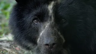 How Can Bees Save Bears? | BBC Earth Witness I BBC Earth