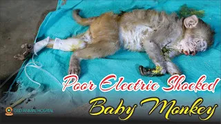 Poor Electric Shocked Baby Monkey surviving with death || Gau Seva Dham Hospital
