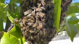 WHY BEES SWARM - simple explanation