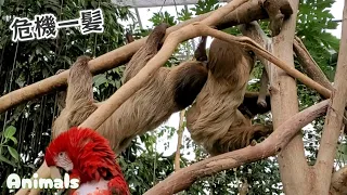 交尾のあと メスに噛まれたナマケモノ。ズルッと滑って危機一髪。Sloths Mating 神戸どうぶつ王国