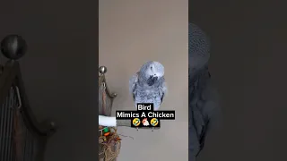 Bird Mimics A Chicken 🤣🐔 #animals #pets #birds #funny #lol #youtubeshorts #cosmothefunnyparrot #fun