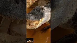 What sounds do alligators make?