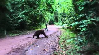 Abu Danum Valley BRL