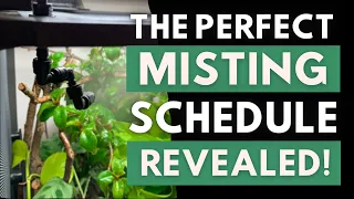 Mist Your Chameleon Like a Pro: Here's the Optimal Misting Schedule You Need to Know!