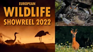 Wild Czechia – My Best Wildlife Encounters of 2022