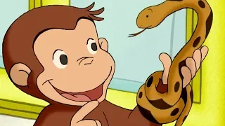 Curious George 🐵The Slithery Day  🐵 Kids Cartoon 🐵 Kids Movies | Videos For Kids