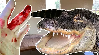 Have The Alligators Ever Bitten Me???