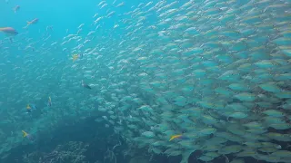 Diving in Koh Kood. It's all about the fish.