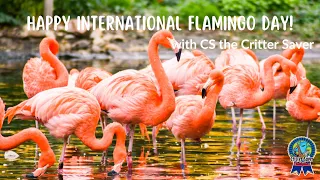 Happy International Flamingo Day with C S Wurzberger, the Critter Saver