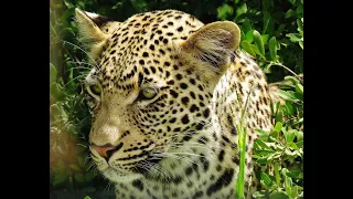 LEOPARD Hwange NP