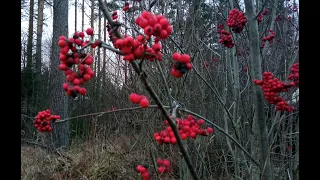 Красная рябина в рационе кур . Сбор, хранение и кормление в зимний период.