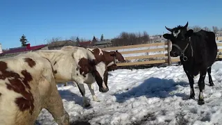 Веселая дойка ! Сосуд Дьюара .