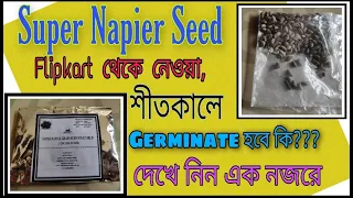 SUPER NAPIER GRASS SEED GERMINATION IN WINTER SEASON, BEST FODDER GRASS, @KrishiTvLive