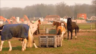 Horsespirits : Twee kuddes ontmoeten elkaar