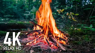 4K Campfire In the Forest — Relaxing Fireplace & Nature Sounds — Fire Crackling Sounds 10 HOURS